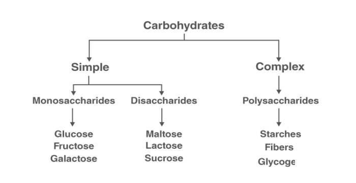 Diagram showing classification of carbohydrates