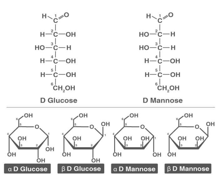 Cyclic pyranose form of glucose