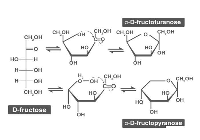 Furanose ring structure of fructose