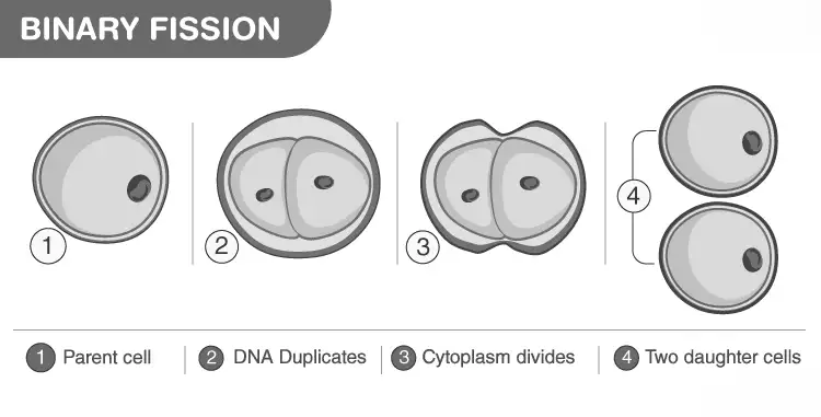 Image from analysis Uploaded image analysis