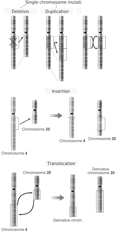 Diagram showing different types of structural chromosome abnormalities