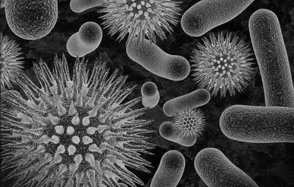 Image from analysis Uploaded image analysis