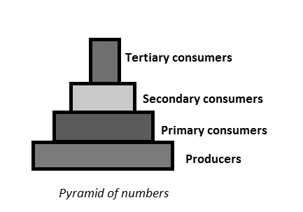 Illustration of pyramid of numbers