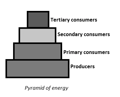 Diagram of energy pyramid