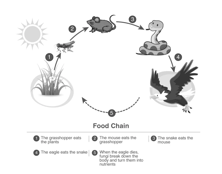 Components of an aquatic ecosystem