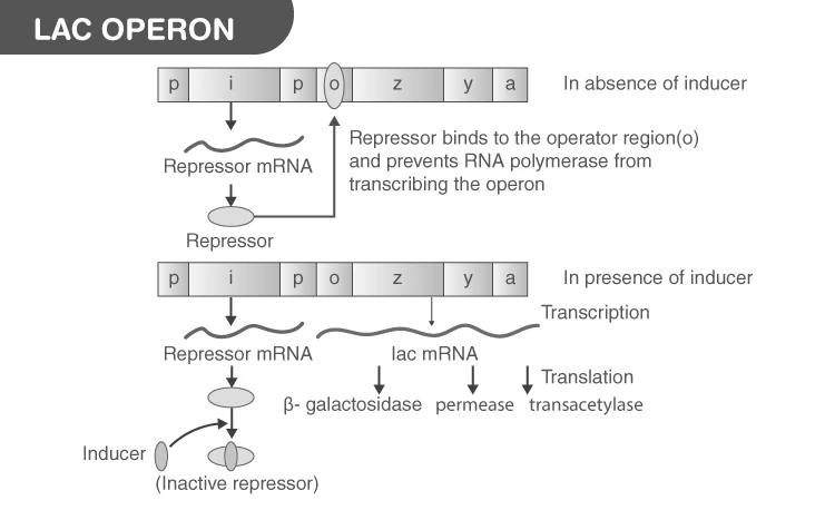 Diagram of Lac Operon structure in E. coli