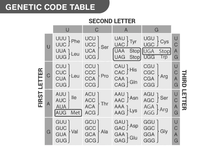 Genetic Code Table showing codons and corresponding amino acids