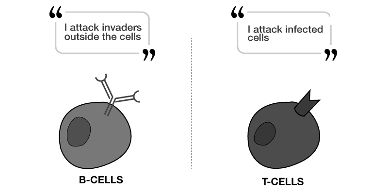 Illustration of B-cells and T-cells in adaptive immunity