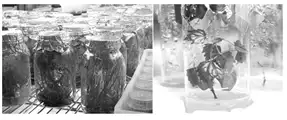 Image from analysis Uploaded image analysis