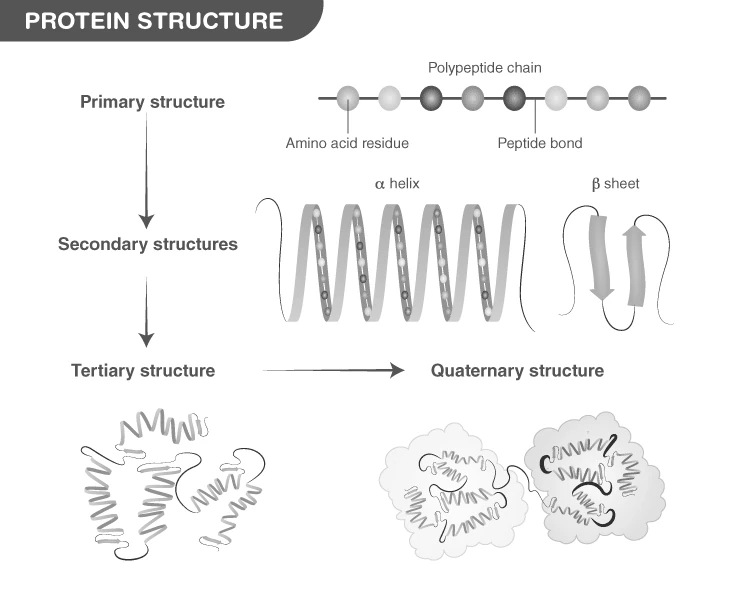 Illustration showing various protein sources and their importance