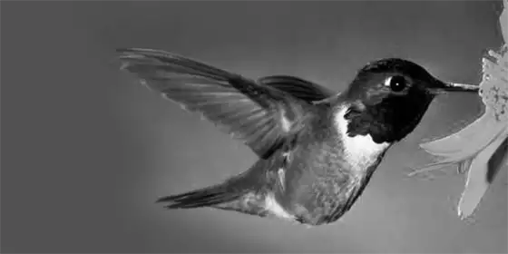 Image from analysis Uploaded image analysis