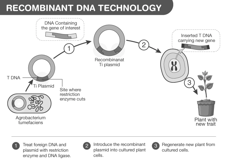 Diagram illustrating Recombinant DNA Technology process