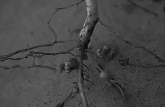 Image from analysis Uploaded image analysis
