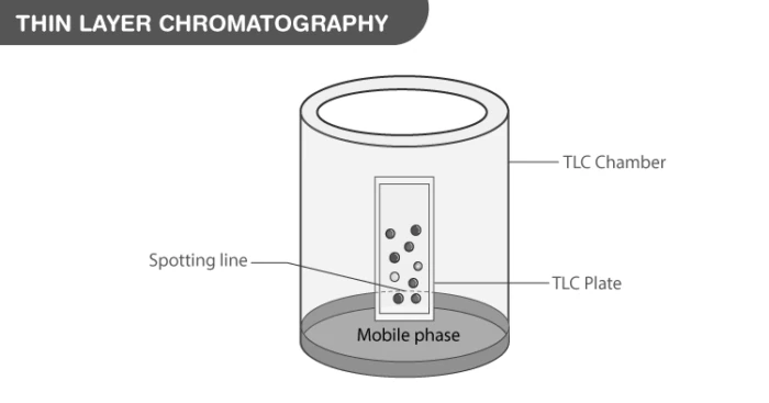 Thin Layer Chromatography setup with solvent front and separated spots