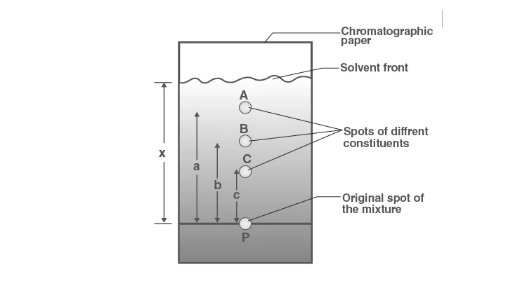 Illustration of reversed-phase chromatography setup