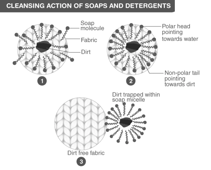 Illustration of cleansing action of soaps and detergents