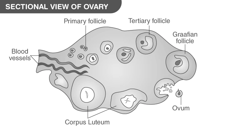 Detailed labelled diagram of the female ovary showing cortex, medulla, follicles, and ligaments