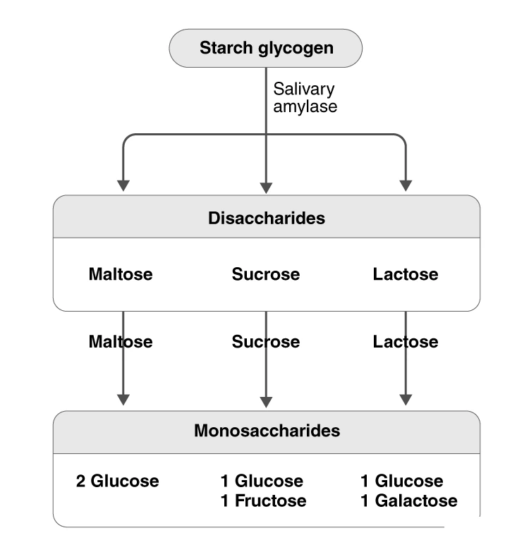 Flowchart illustrating carbohydrate digestion and absorption