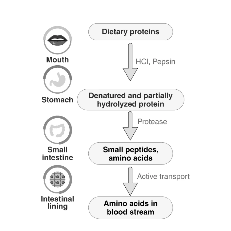 Flowchart showing protein digestion and absorption