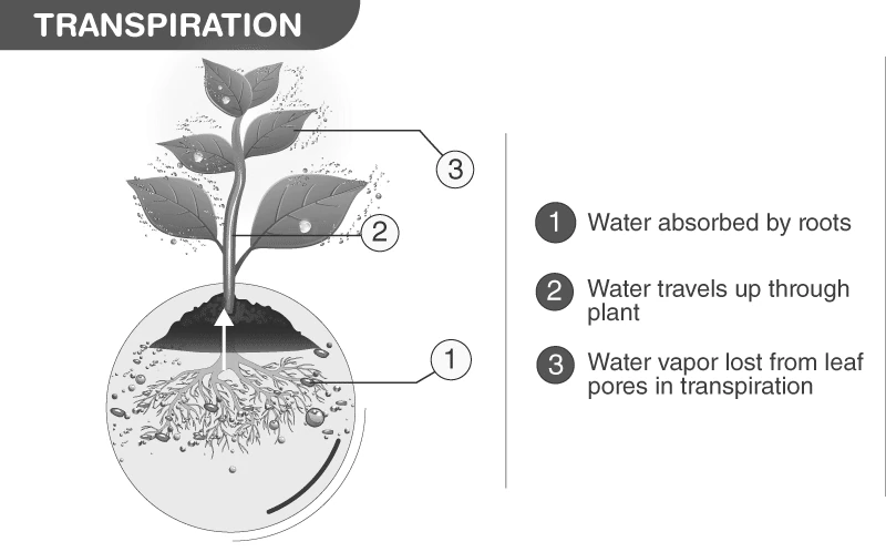 Illustration of transpiration process in plants