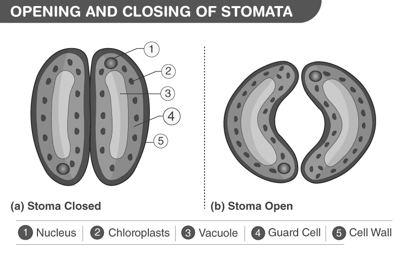 Diagram showing stomata opening and closing mechanism