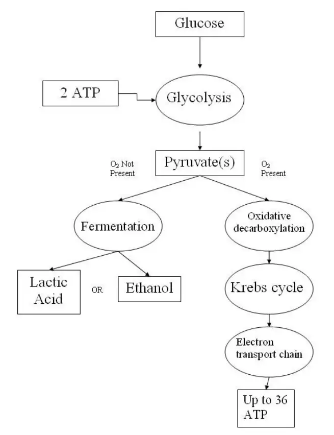 Image from analysis Uploaded image analysis