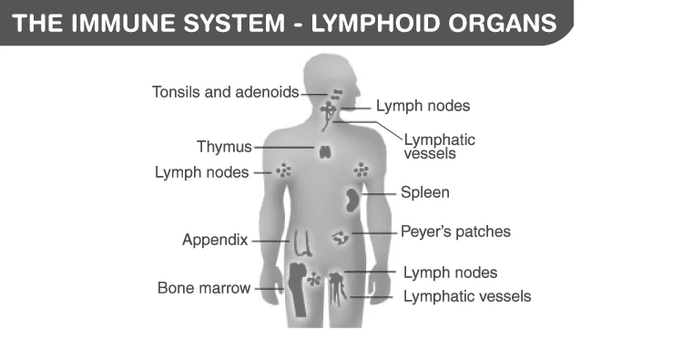 Diagram of lymphoid organs involved in immune response