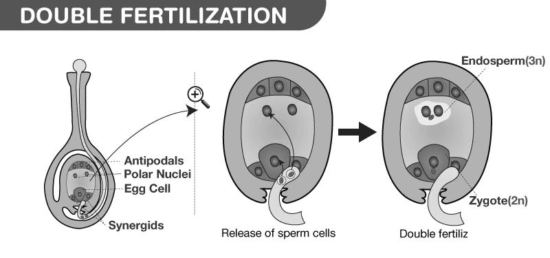 Illustration of double fertilisation in angiosperms