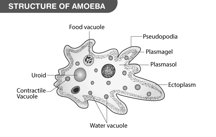 Detailed diagram showing the structure of an amoeba including pseudopodia, cytoplasm layers, and nucleus