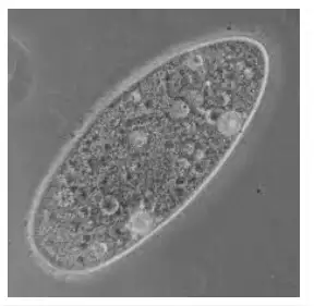 Image from analysis Uploaded image analysis