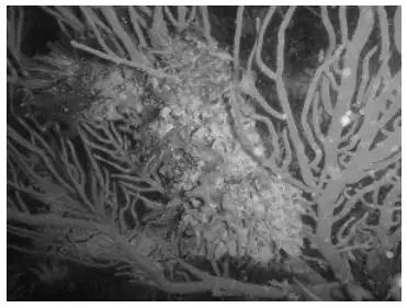 Image from analysis Uploaded image analysis