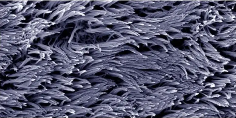 Image from analysis Uploaded image analysis