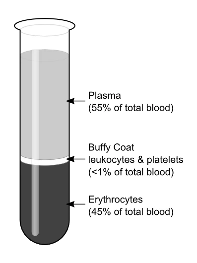 Illustration of blood components