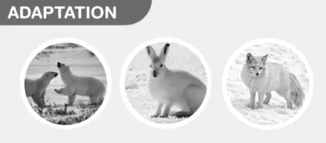Image from analysis Uploaded image analysis