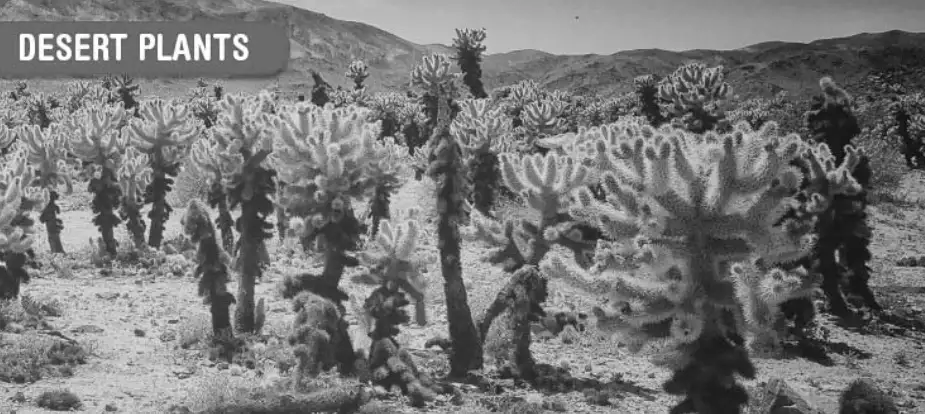 Image from analysis Uploaded image analysis