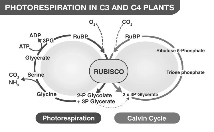 Diagram illustrating photorespiration differences in C3 and C4 plants