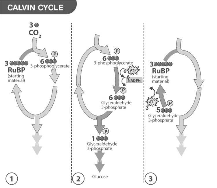 Diagram illustrating the stages of the Calvin Cycle