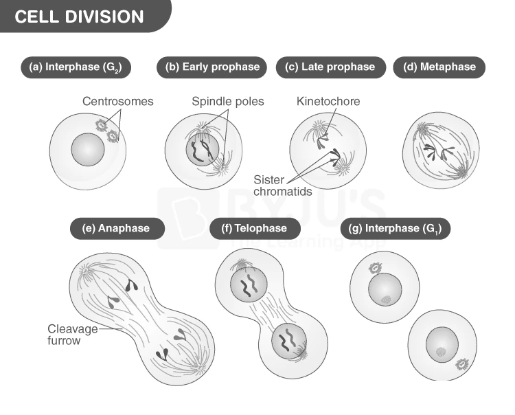 Illustration of Cell Division Process