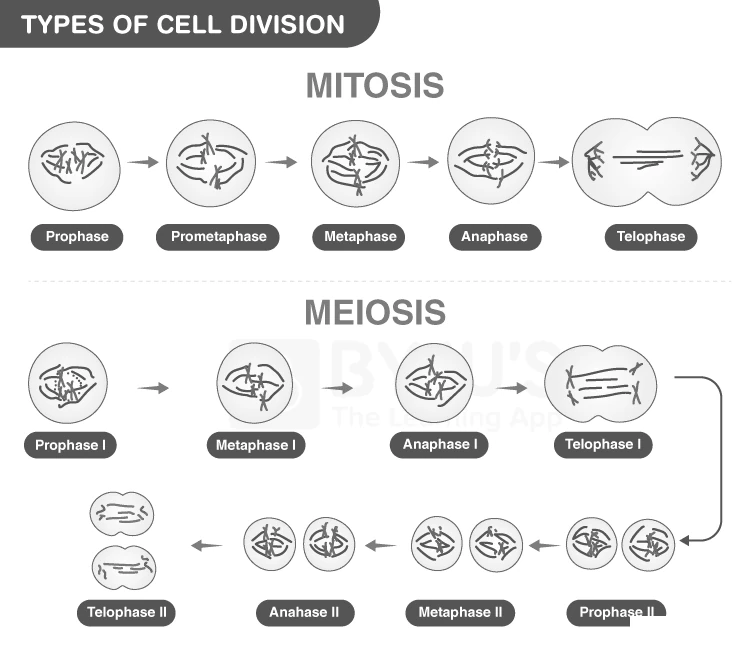 Diagram showing different types of cell division