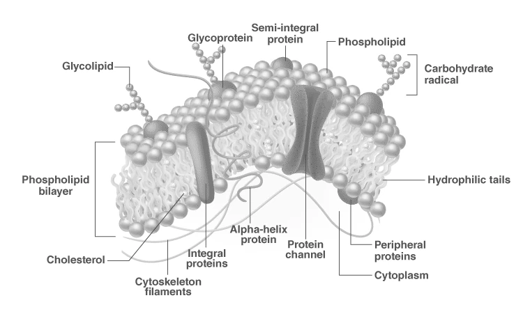 Detailed illustration of the plasma membrane structure