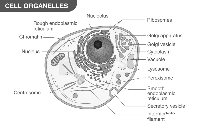 Illustration of various cell organelles