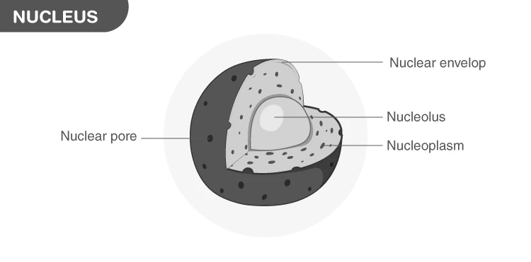 Microscopic image of a cell nucleus