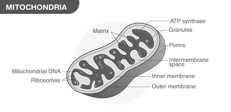 Structure of mitochondria showing cristae and matrix