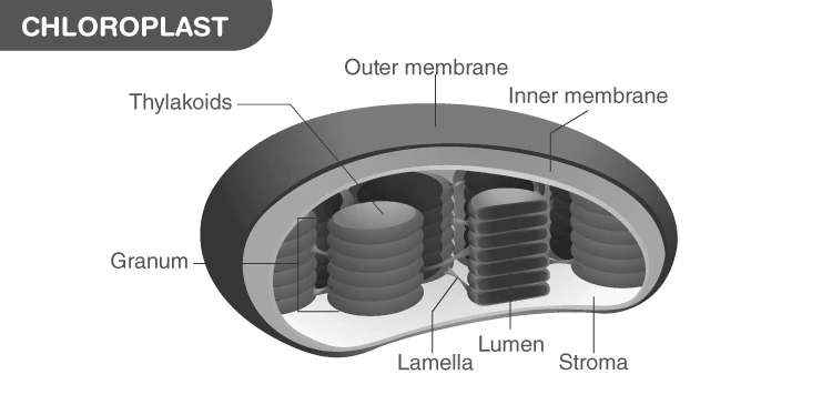 Chloroplast structure with grana and stroma