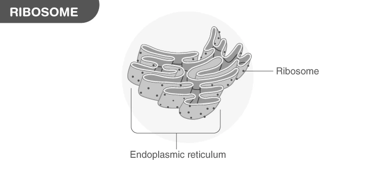 Electron microscope image of ribosomes