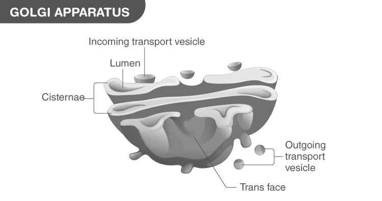 Golgi apparatus with stacked cisternae