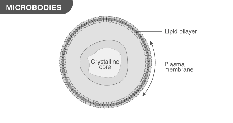 Microbodies visualized under electron microscope