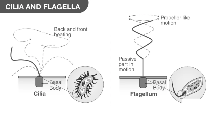 Structure of cilia and flagella with microtubule arrangement