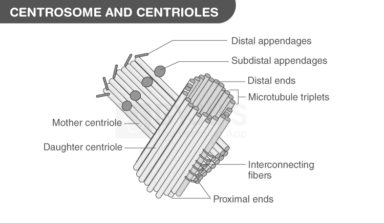 Centrosome with centrioles structure