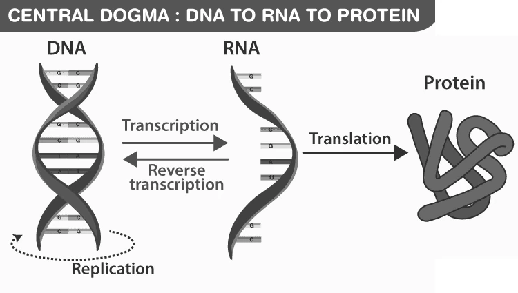 Diagram showing the flow of genetic information from DNA to RNA to Protein